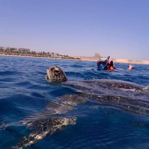 Snorkeling with turtles by 50$ only