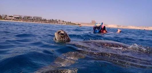Snorkeling with turtles by 50$ only